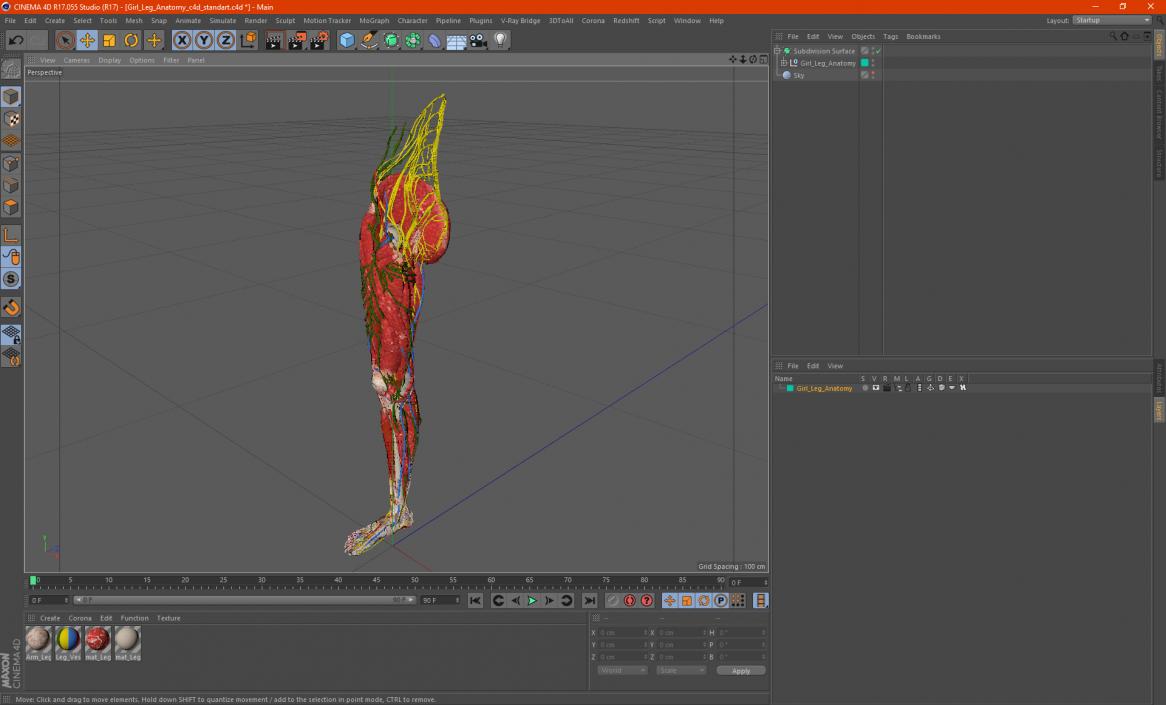 3D Girl Leg Anatomy