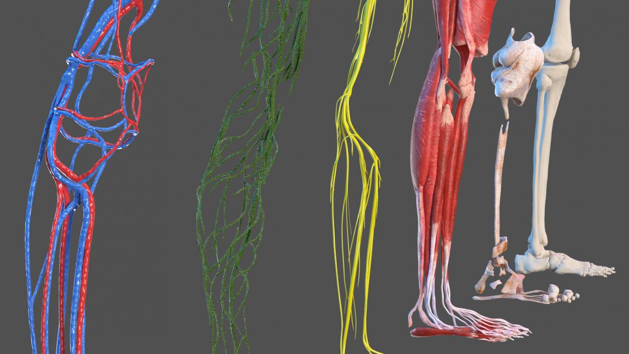 3D Girl Leg Anatomy