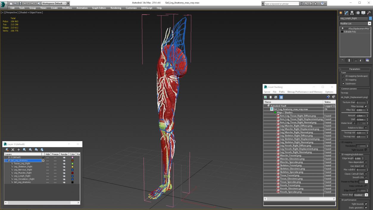 3D Girl Leg Anatomy