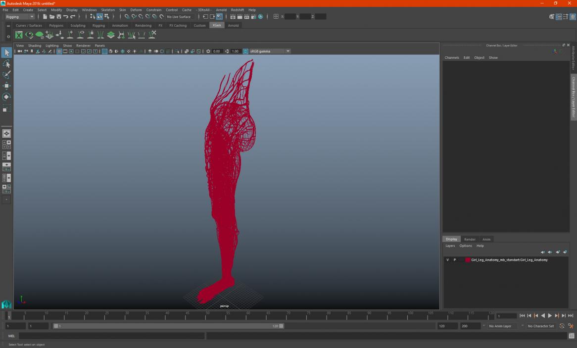 3D Girl Leg Anatomy