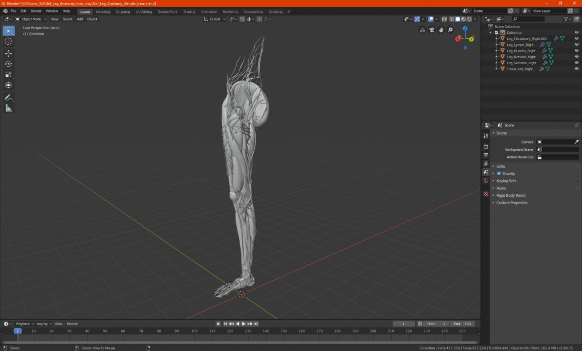 3D Girl Leg Anatomy