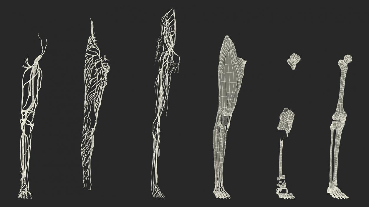 3D Girl Leg Anatomy