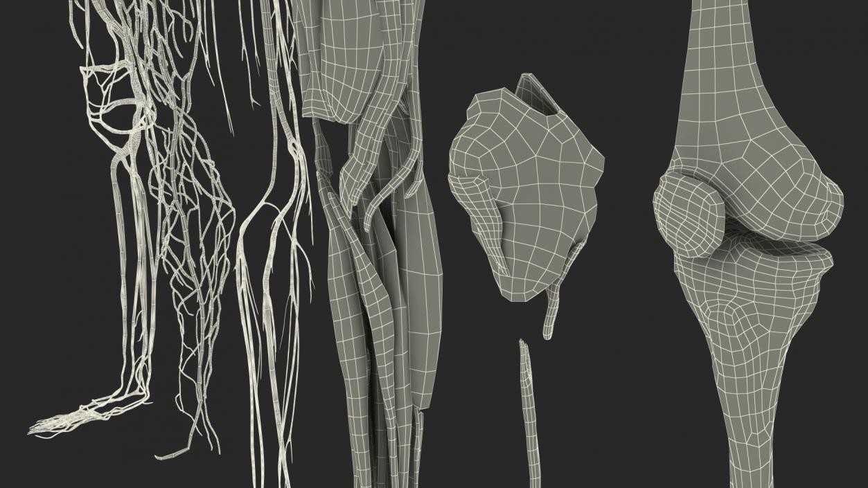 3D Girl Leg Anatomy