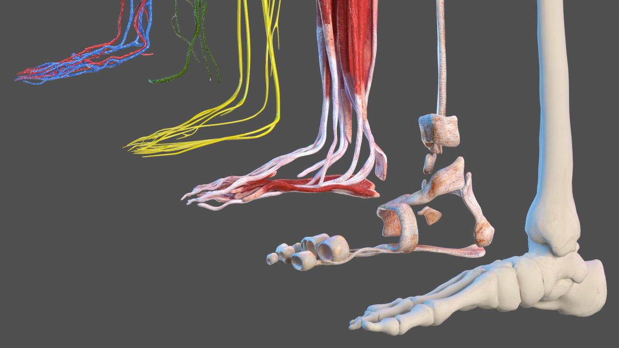 3D Girl Leg Anatomy