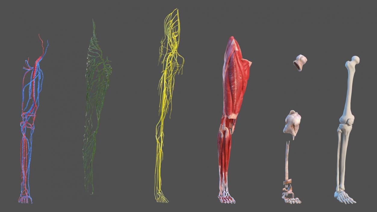 3D Girl Leg Anatomy