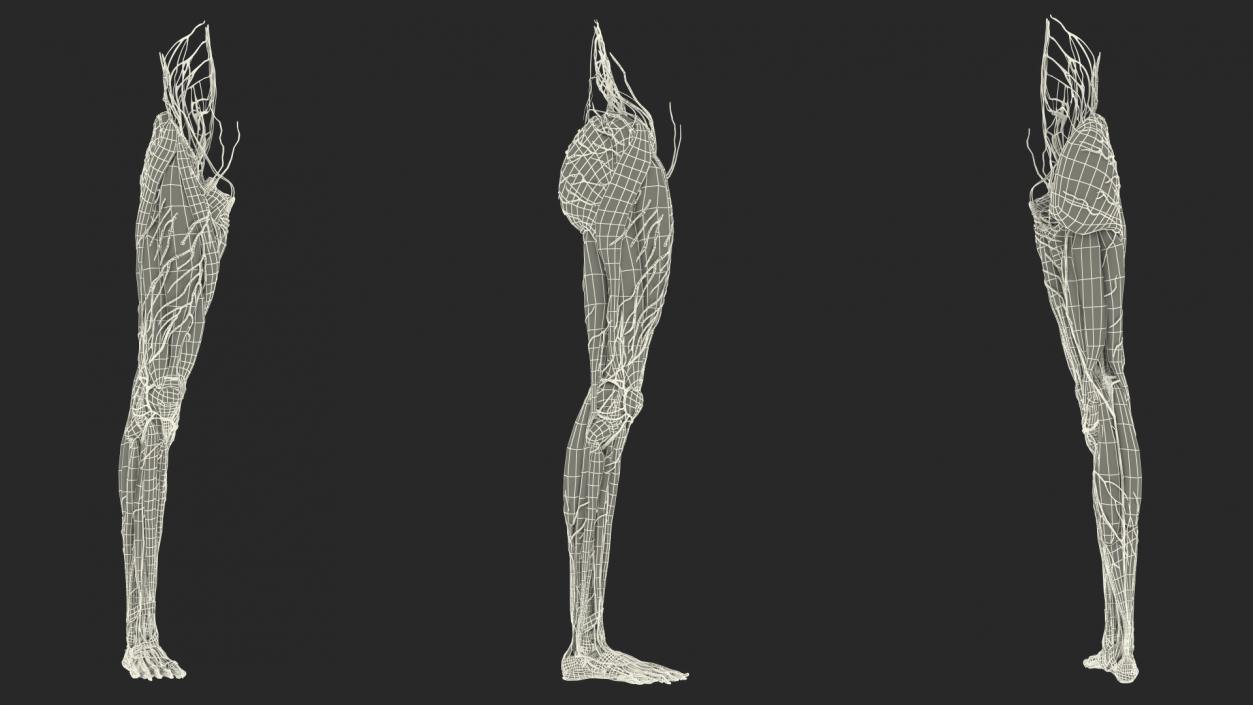 3D Girl Leg Anatomy