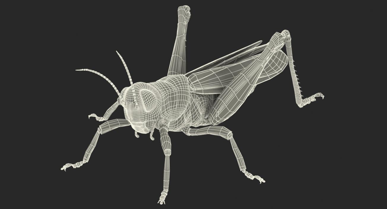 Insects Big 3D Models Collection 2 3D model