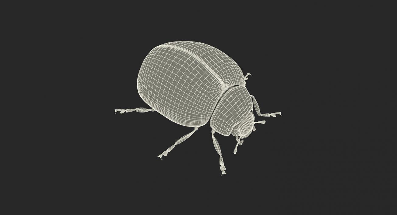 Insects Big 3D Models Collection 2 3D model