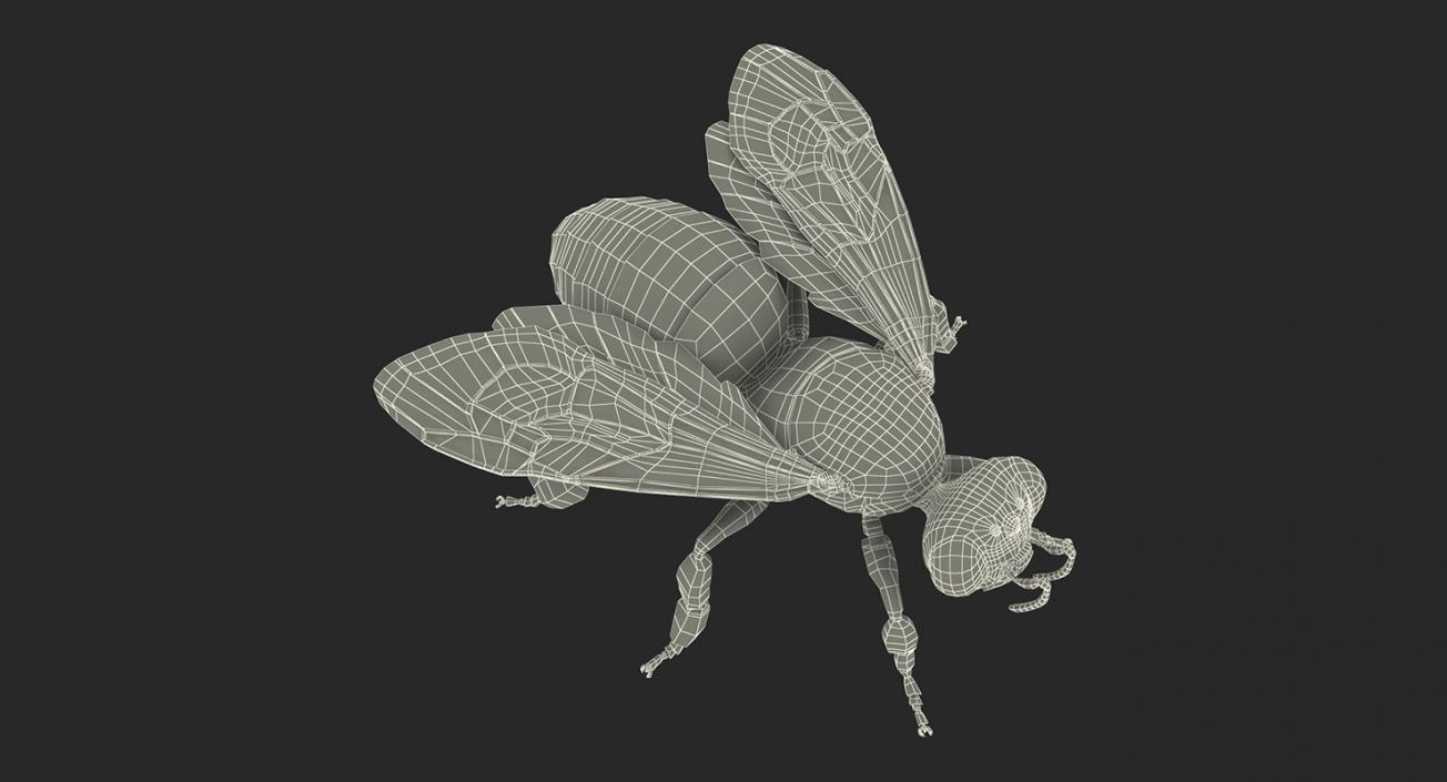 Insects Big 3D Models Collection 2 3D model