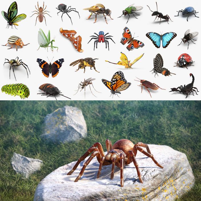 Insects Big 3D Models Collection 2 3D model