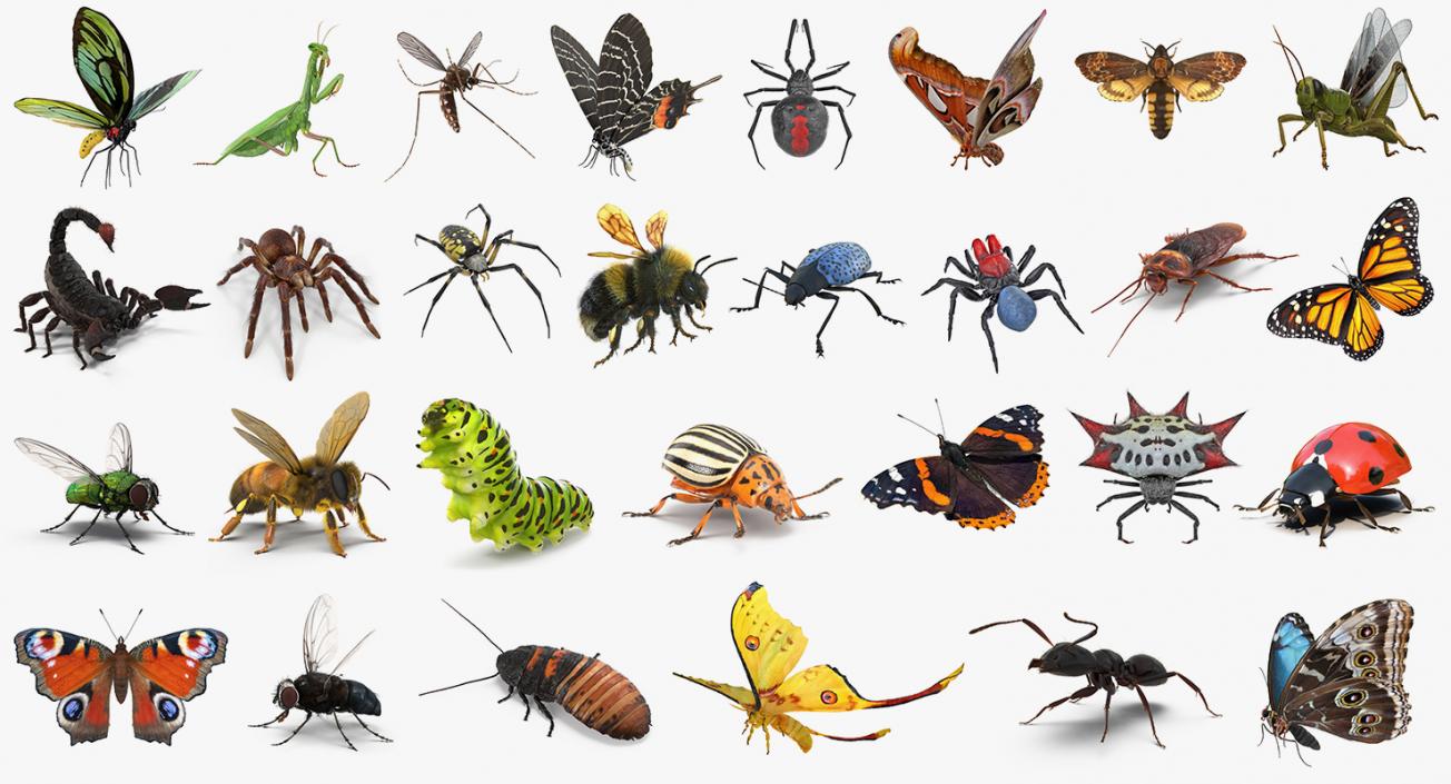 Insects Big 3D Models Collection 2 3D model