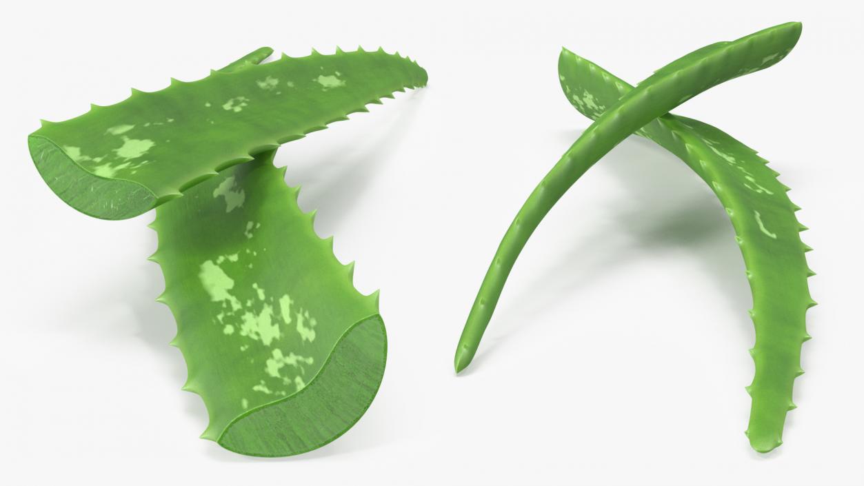 3D Aloe Leaves