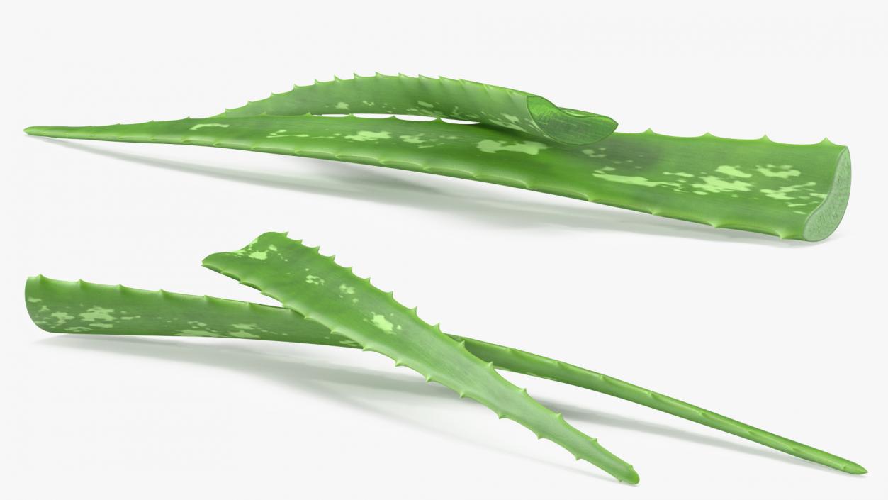 3D Aloe Leaves