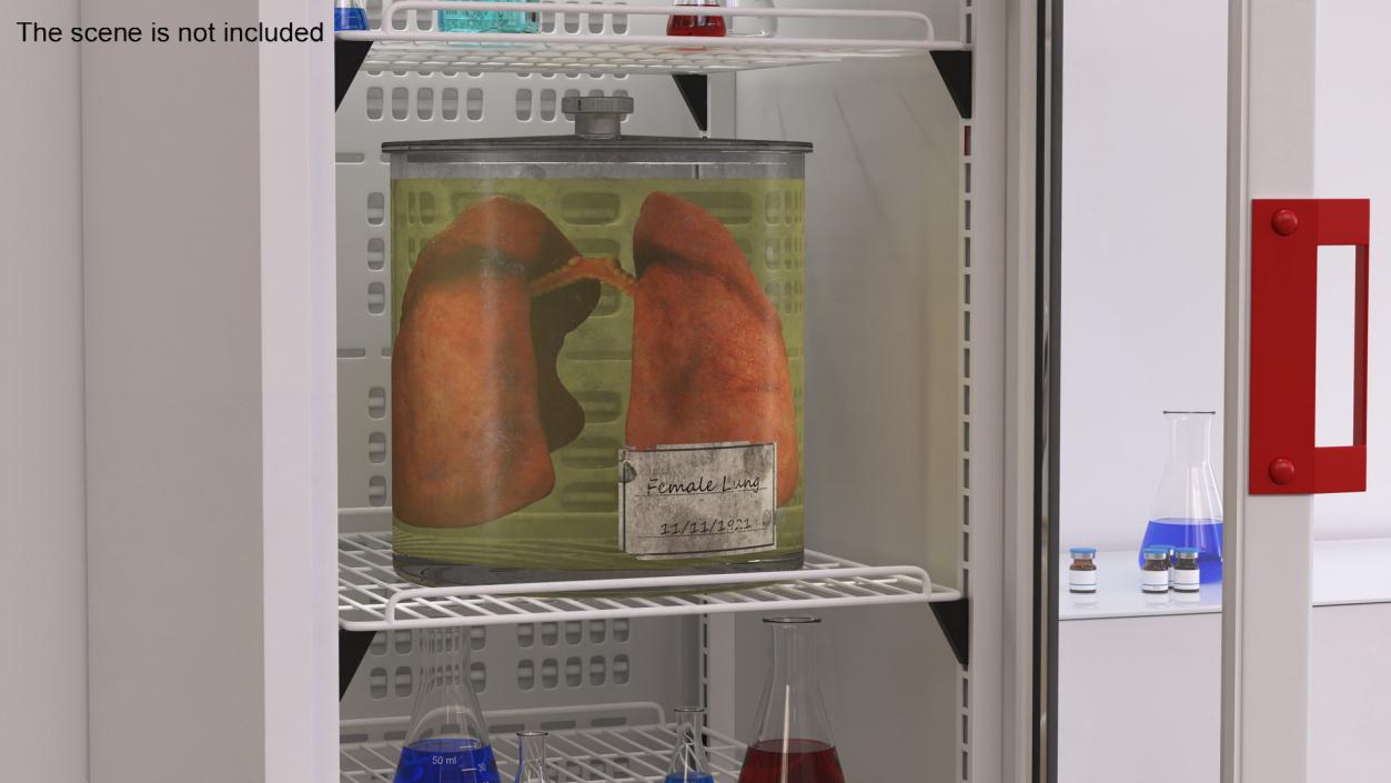 3D Human Lungs in Old Glass Jar model