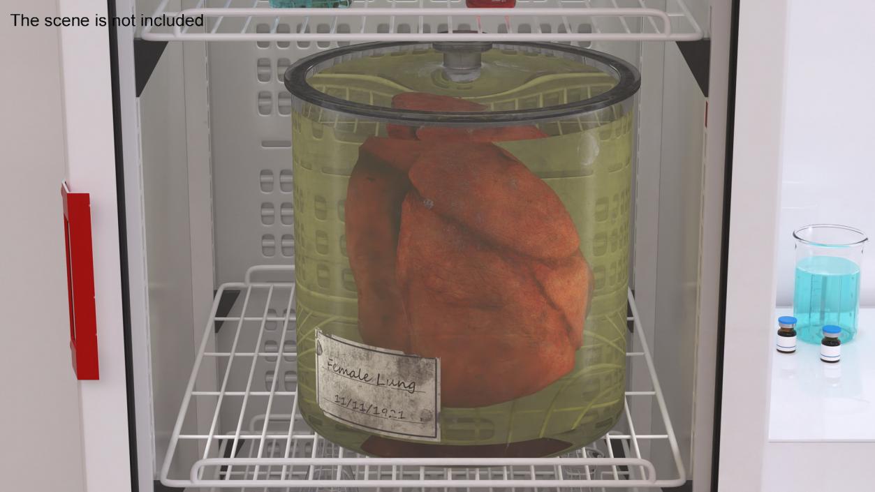 3D Human Lungs in Old Glass Jar model