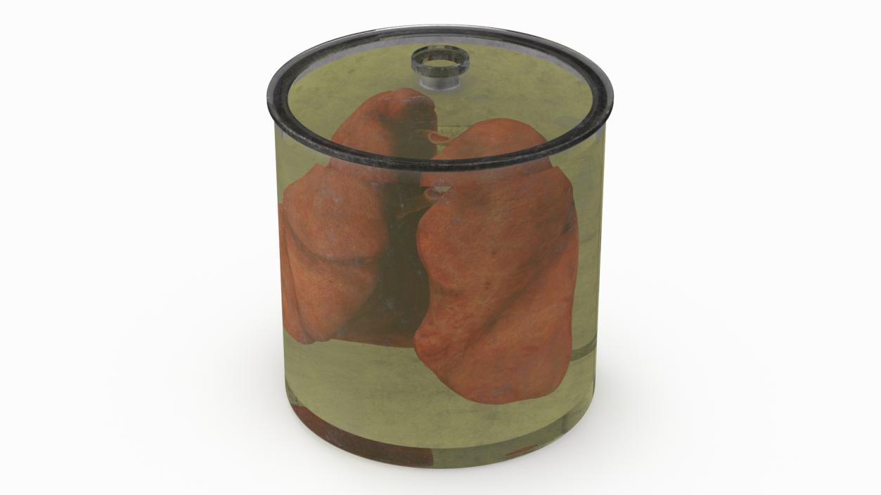 3D Human Lungs in Old Glass Jar model