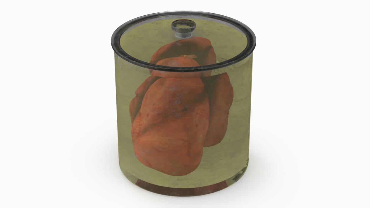 3D Human Lungs in Old Glass Jar model