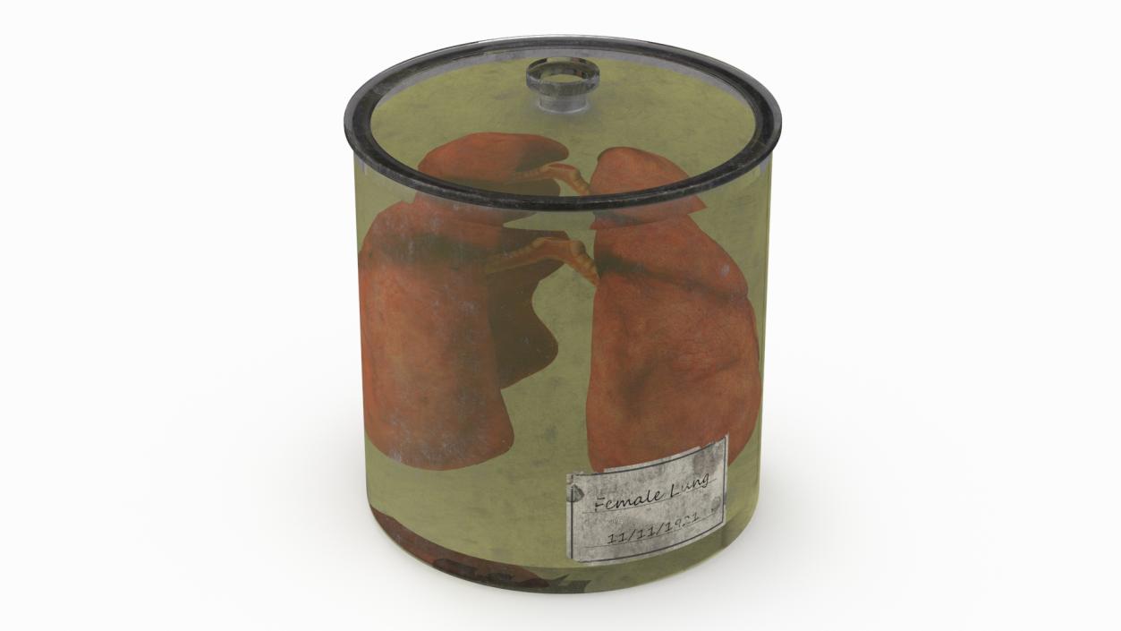 3D Human Lungs in Old Glass Jar model