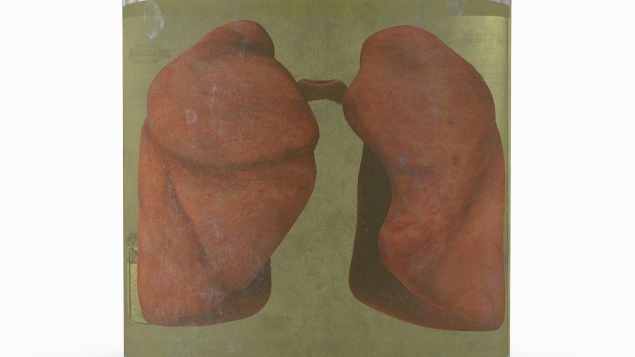 3D Human Lungs in Old Glass Jar model