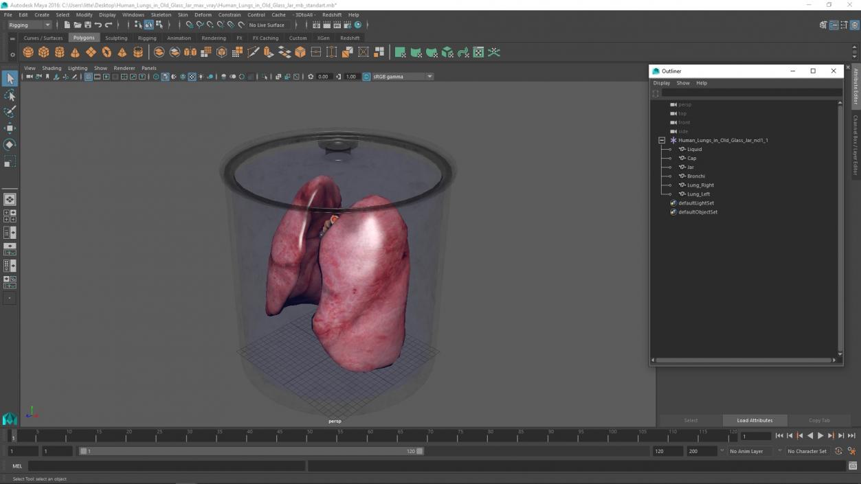 3D Human Lungs in Old Glass Jar model