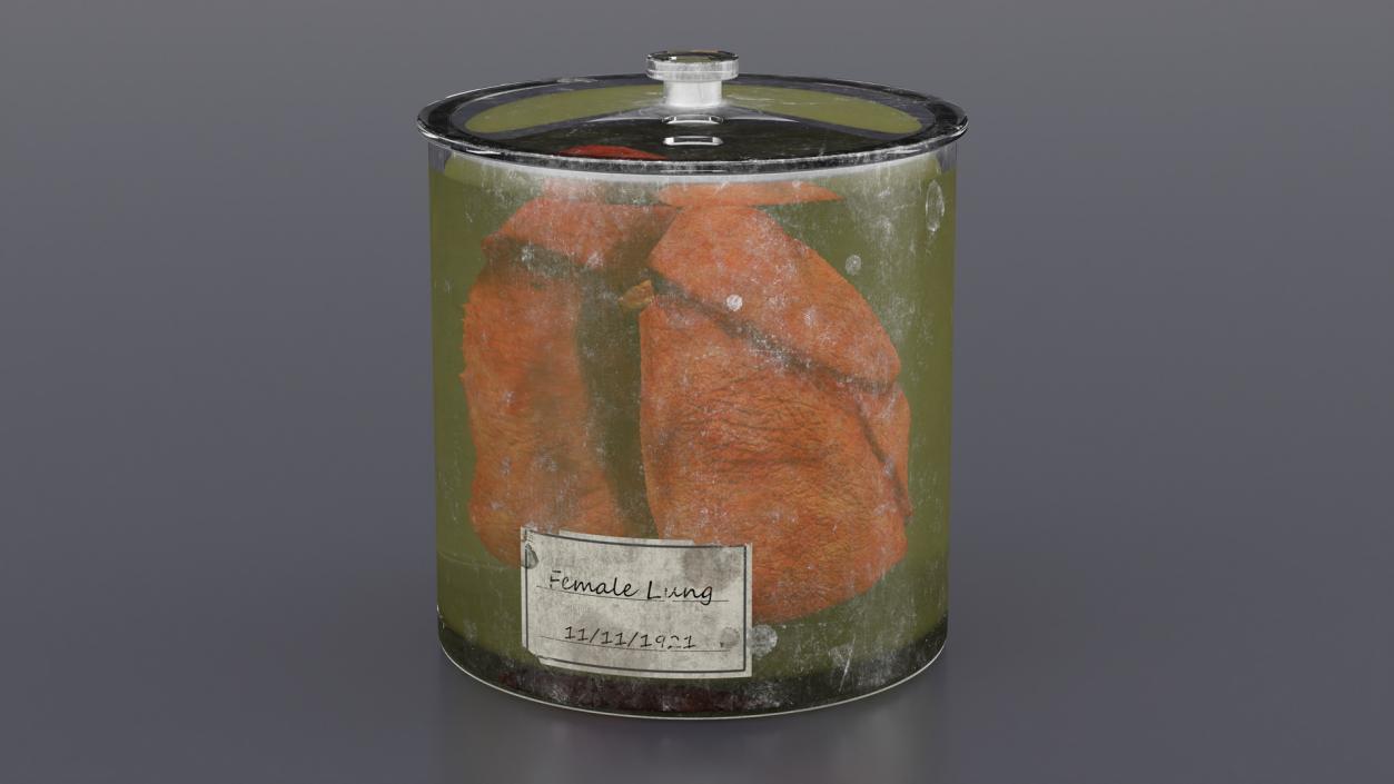 3D Human Lungs in Old Glass Jar model