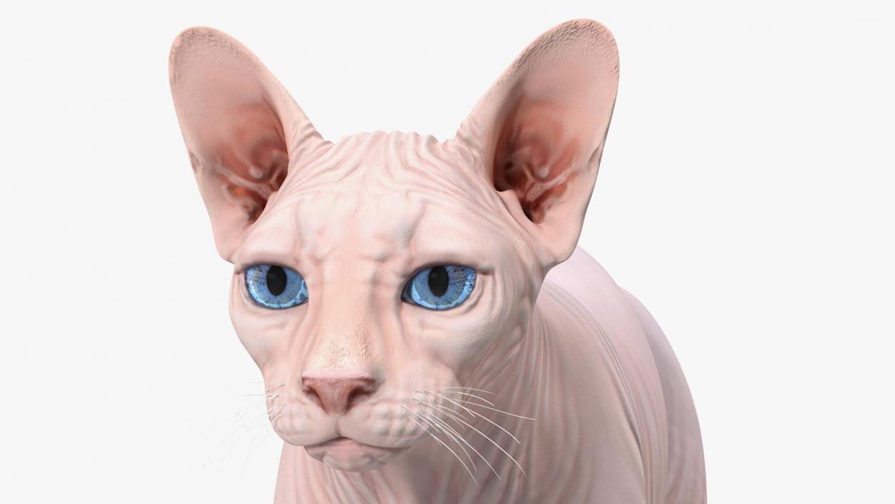 Cream White Sphynx Cat 3D