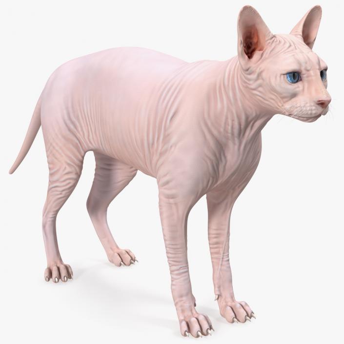 Cream White Sphynx Cat 3D