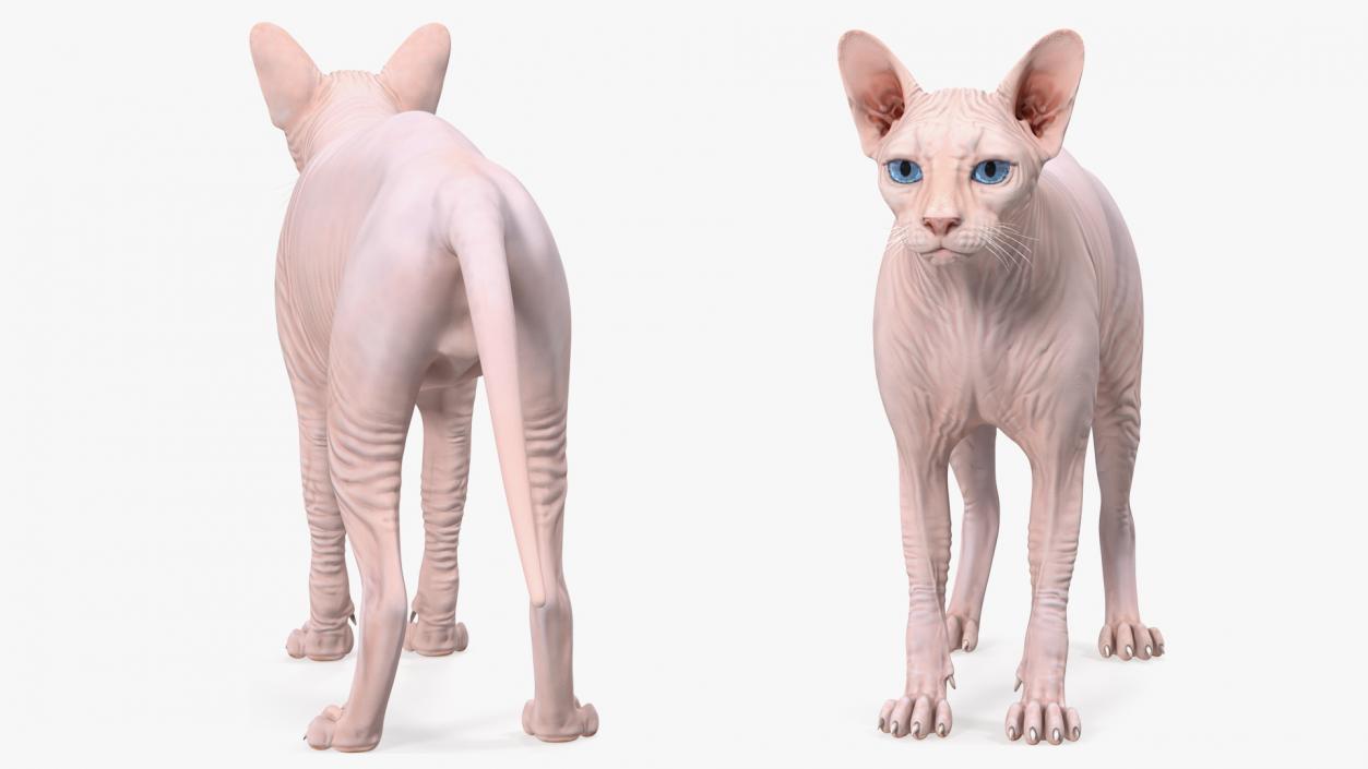 Cream White Sphynx Cat 3D