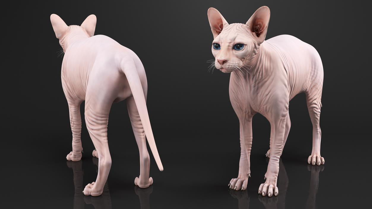 Cream White Sphynx Cat 3D