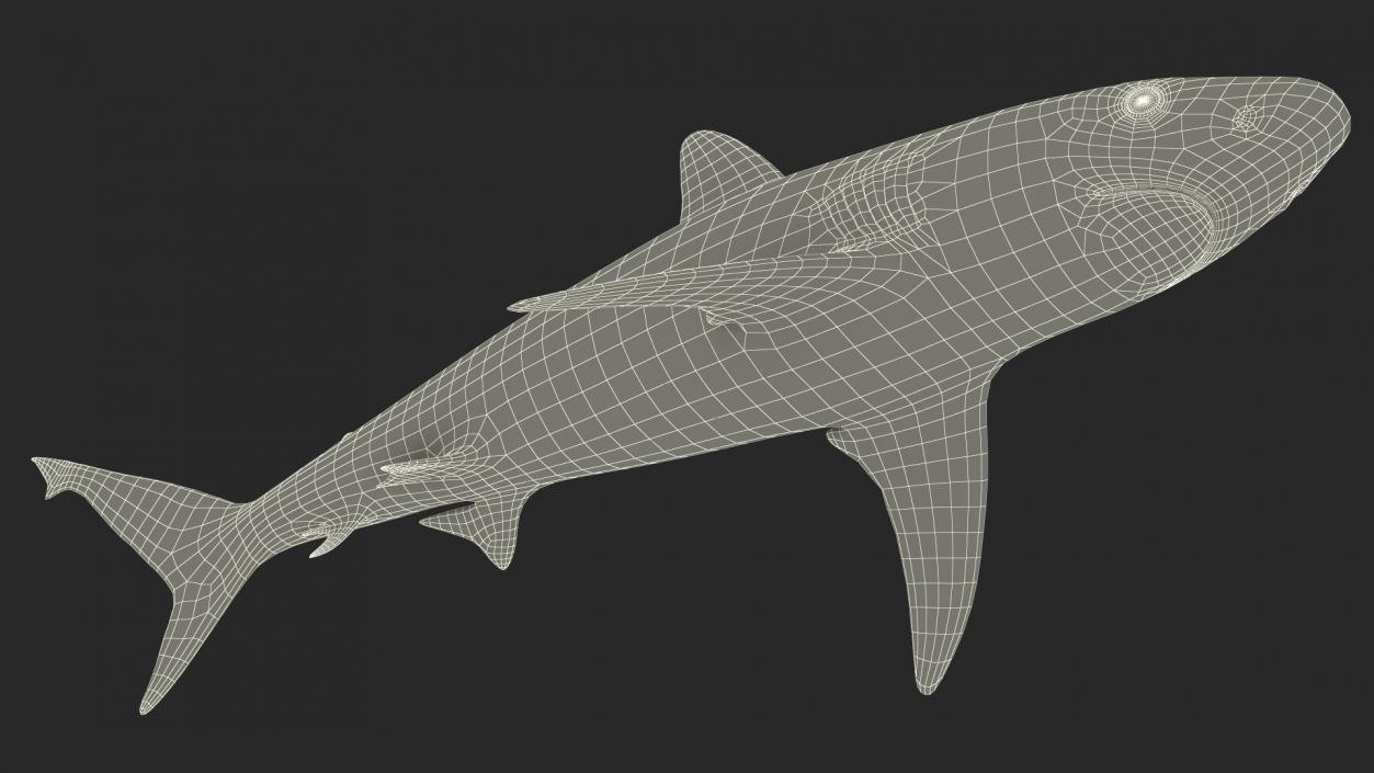 3D model Realistic Silvertip Shark