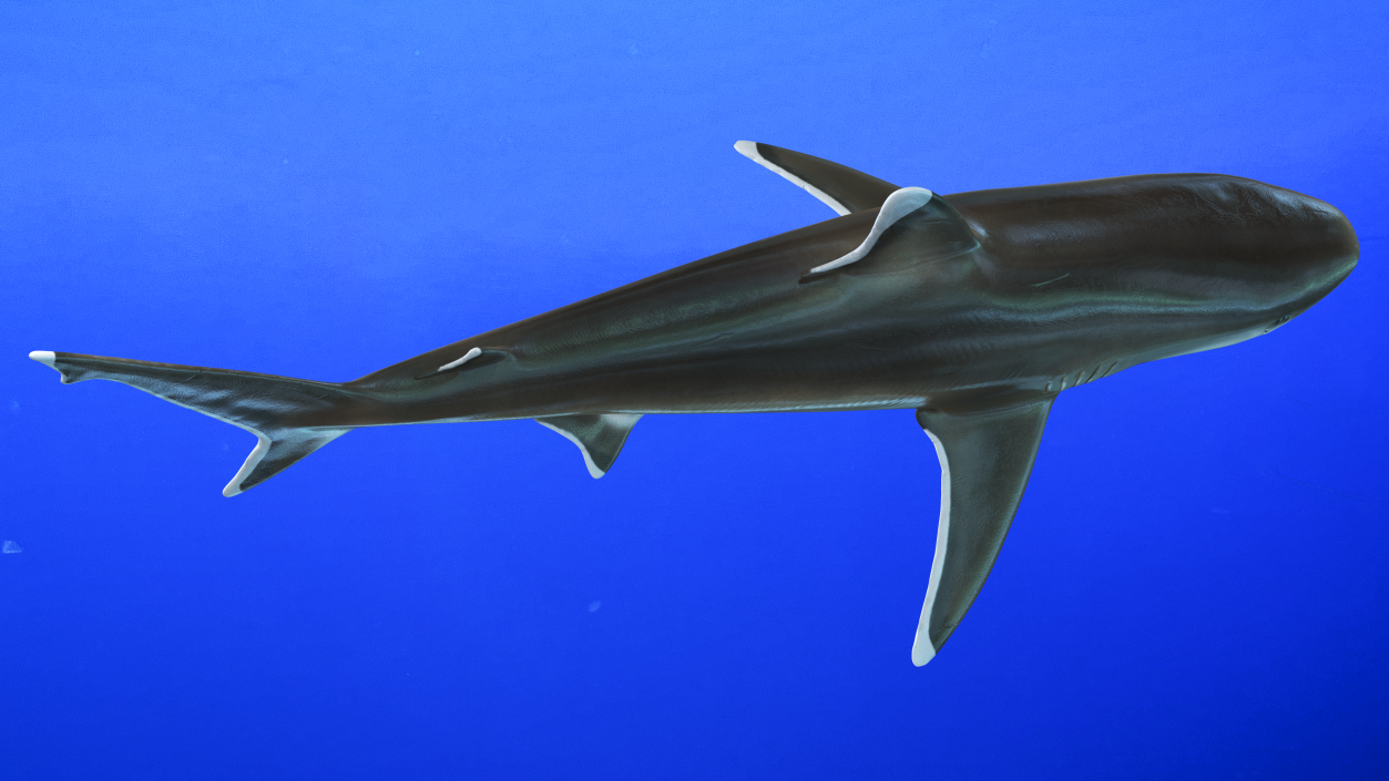 3D model Realistic Silvertip Shark