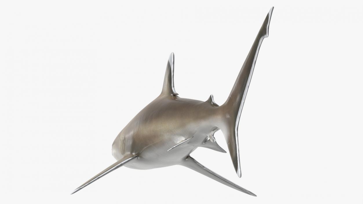 3D model Realistic Silvertip Shark