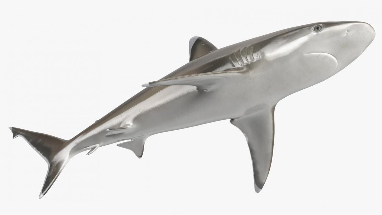 3D model Realistic Silvertip Shark