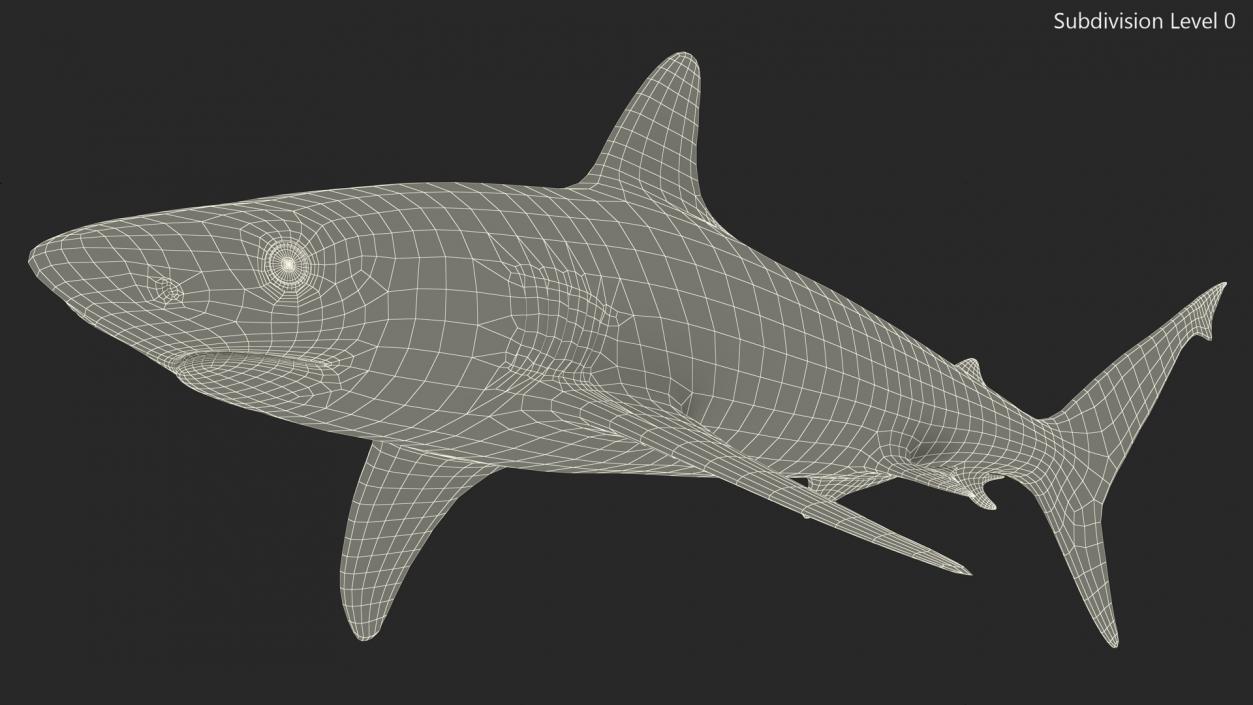 3D model Realistic Silvertip Shark