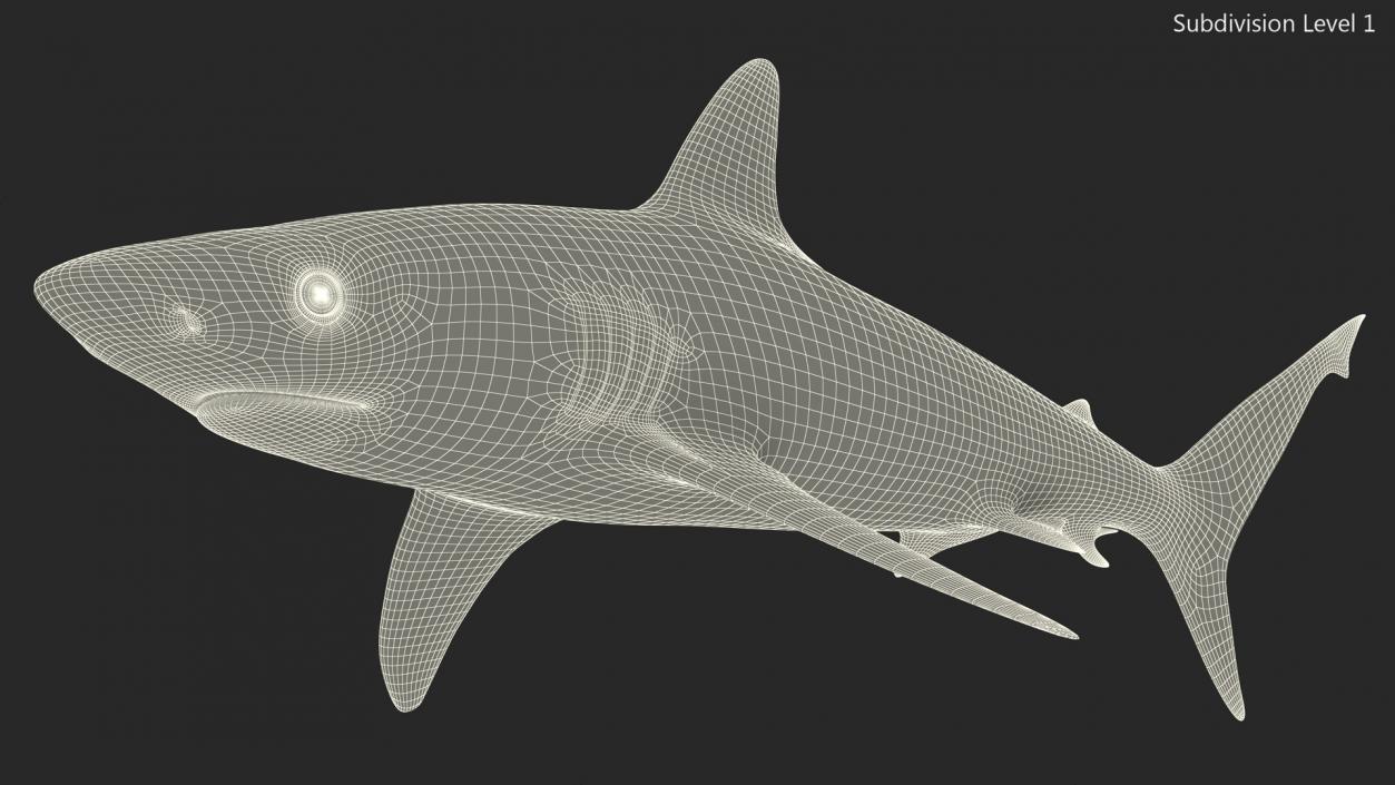 3D model Realistic Silvertip Shark