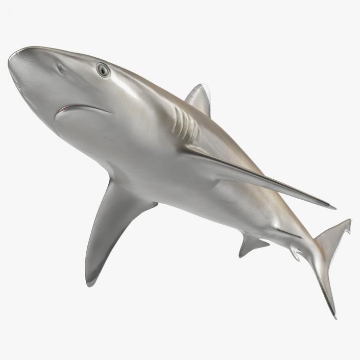 3D model Realistic Silvertip Shark