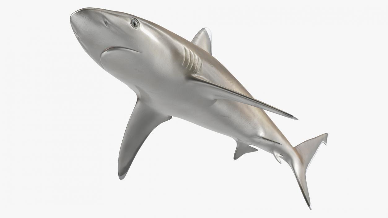 3D model Realistic Silvertip Shark