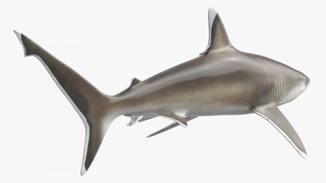 3D model Realistic Silvertip Shark