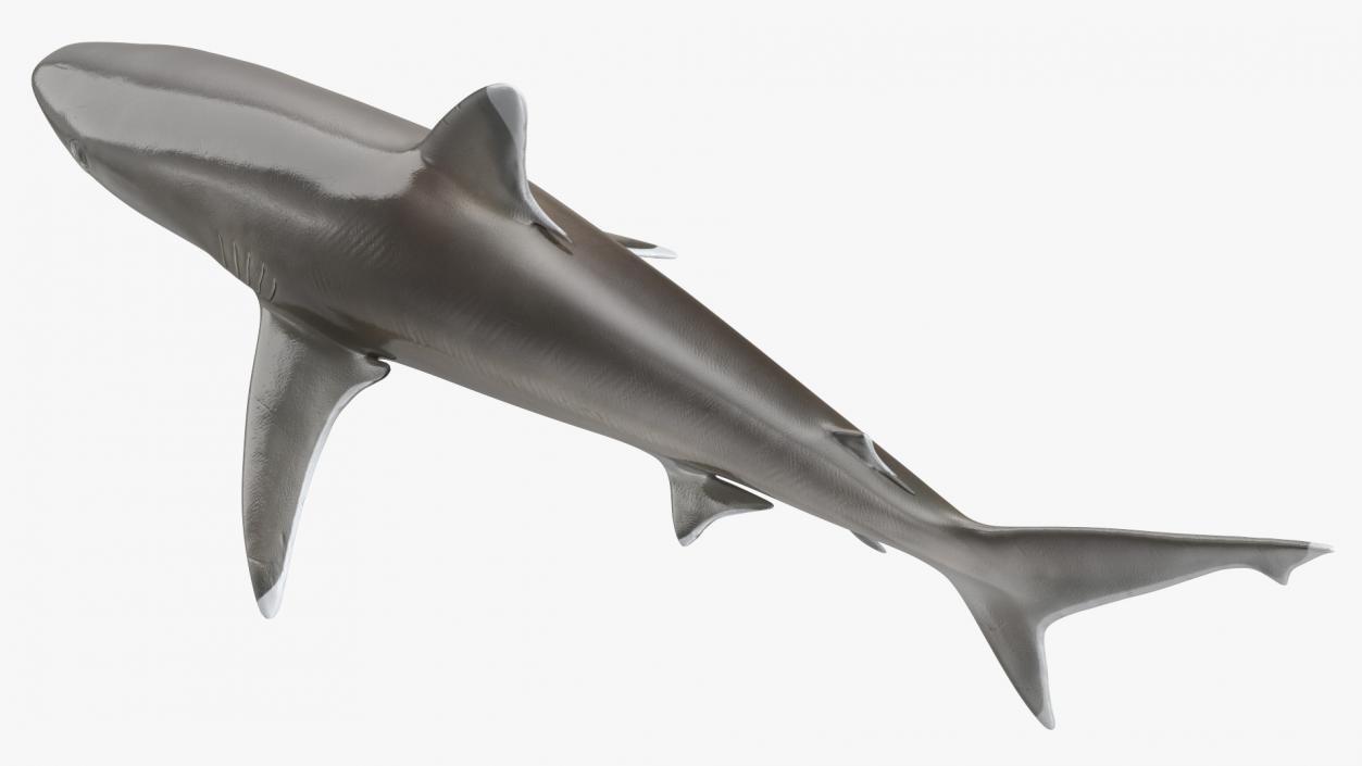 3D model Realistic Silvertip Shark