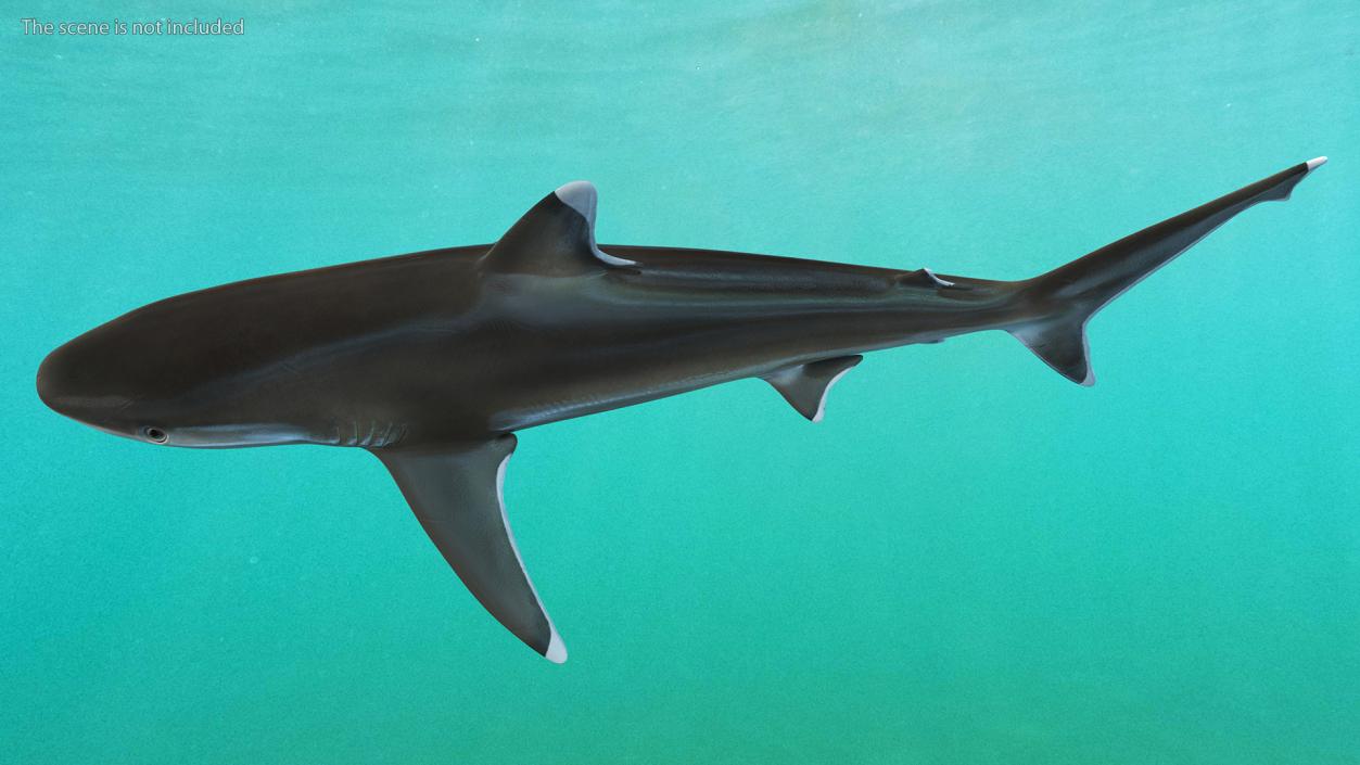 3D model Realistic Silvertip Shark