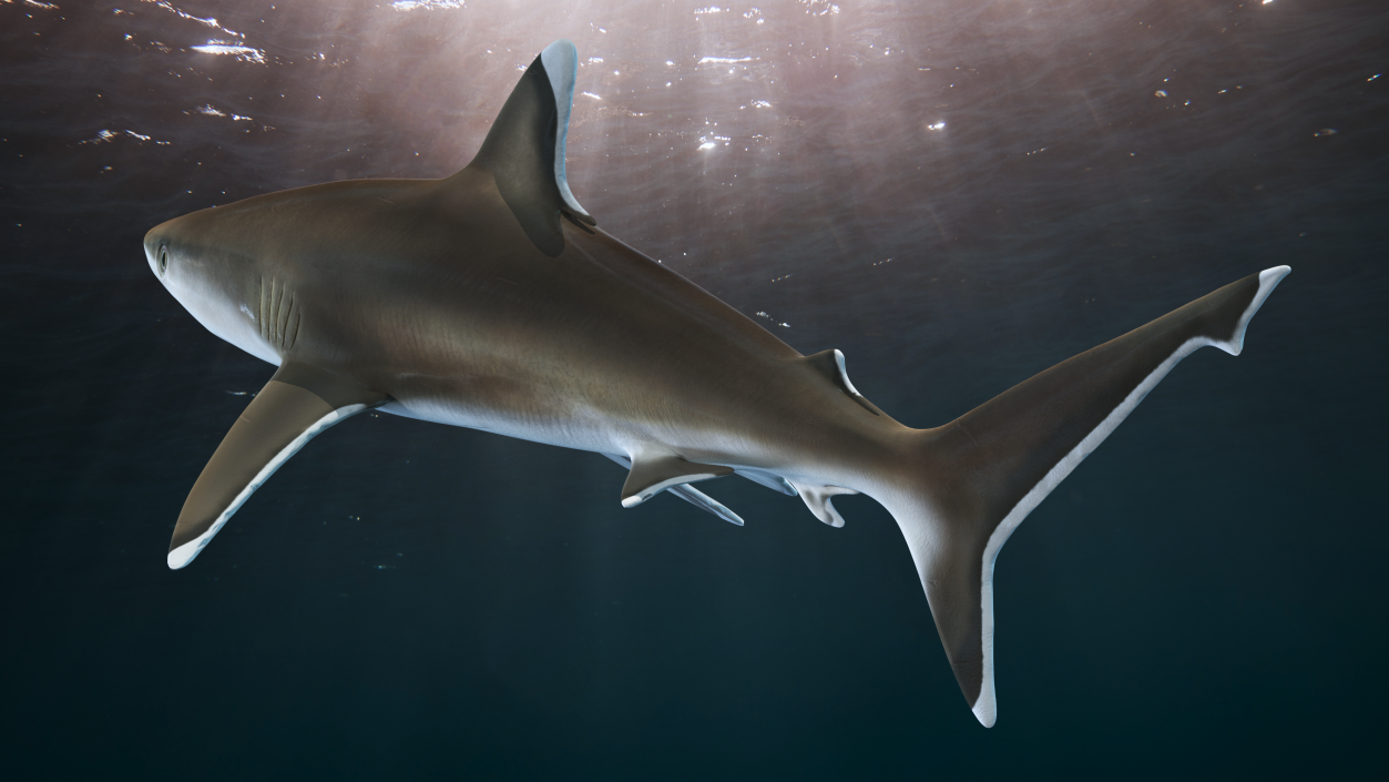 3D model Realistic Silvertip Shark