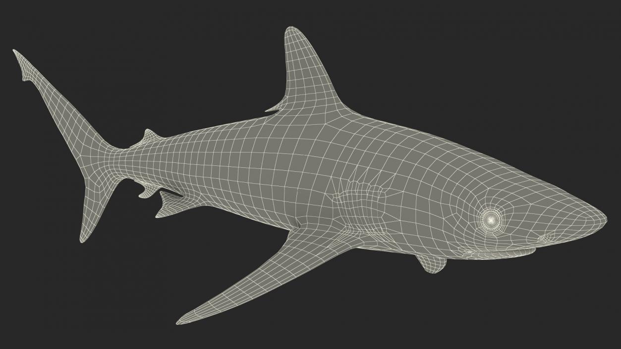 3D model Realistic Silvertip Shark