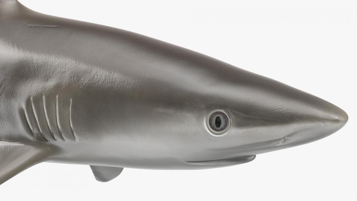 3D model Realistic Silvertip Shark