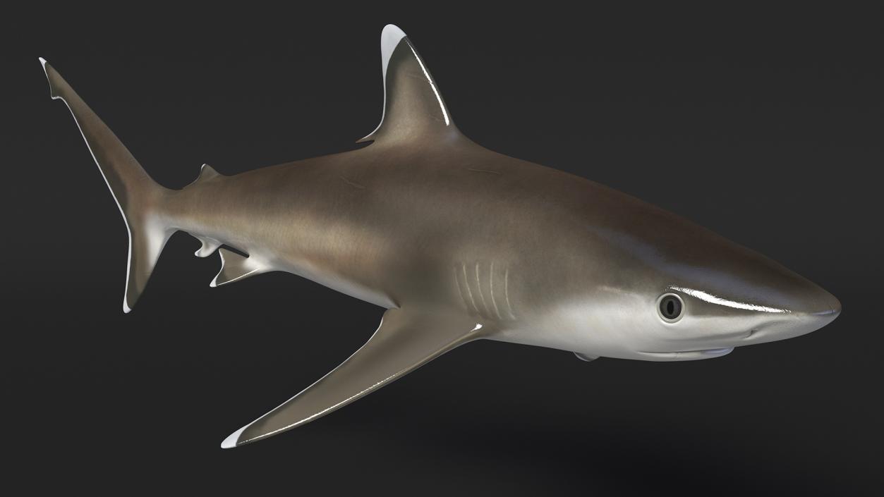 3D model Realistic Silvertip Shark