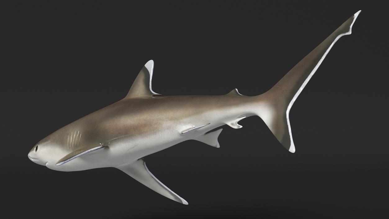 3D model Realistic Silvertip Shark