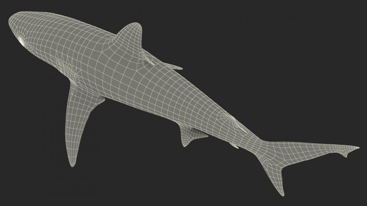 3D model Realistic Silvertip Shark