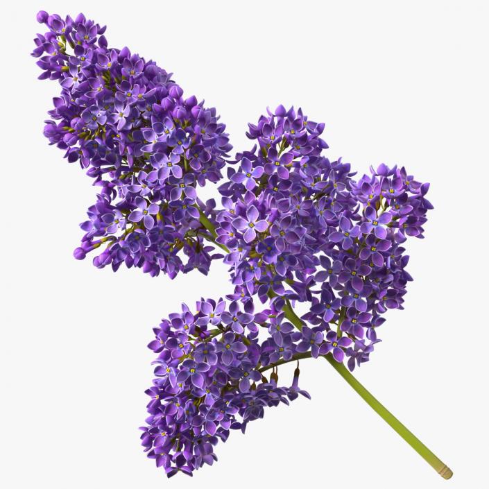 Purple Lilac Branch 3D model