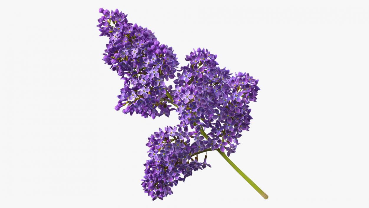 Purple Lilac Branch 3D model