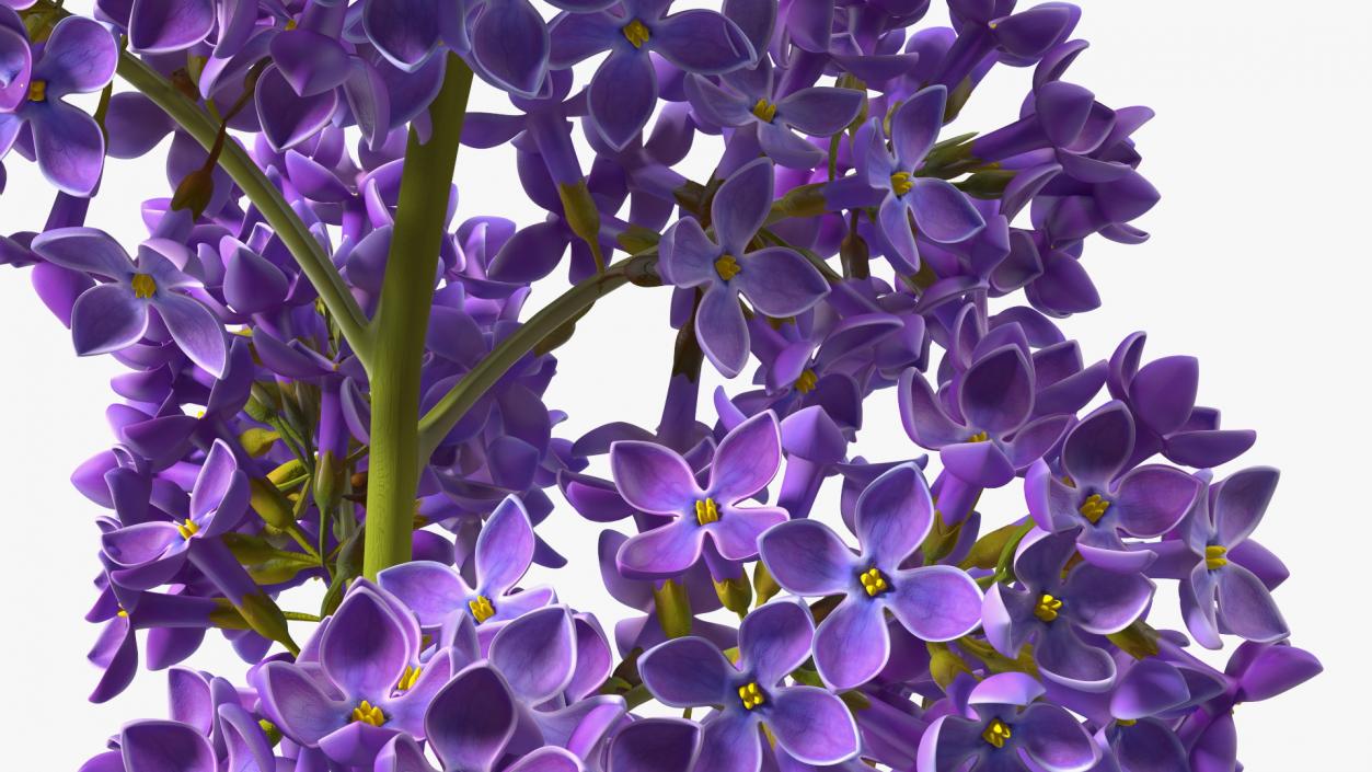 Purple Lilac Branch 3D model