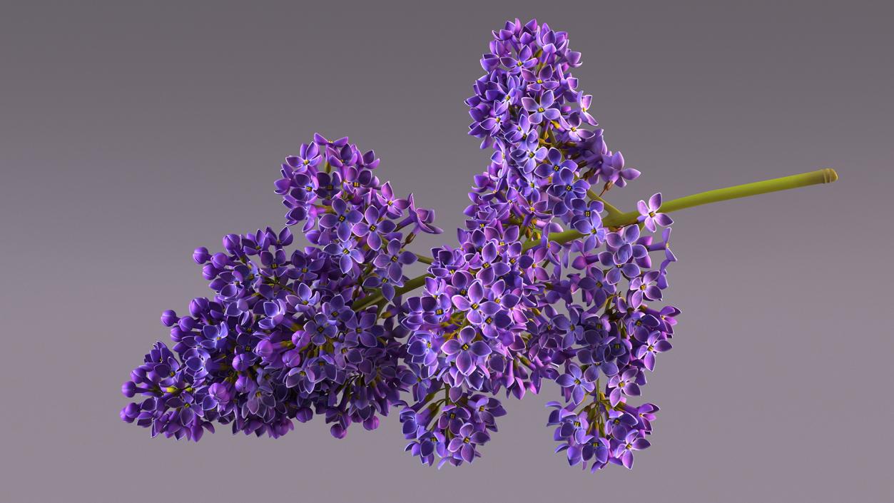 Purple Lilac Branch 3D model